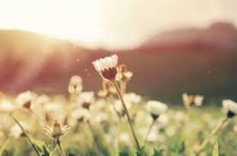Imam Ali’s Sayings on Happiness and Putting the Joy in the Heart