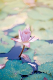  Nahj al-Balaghah and Its Spiritual Teachings (6)